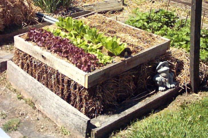 Growing Potatoes In Straw Bales Hay Bale, Containers? - Tomatoville® Gardening Forums Picture 179