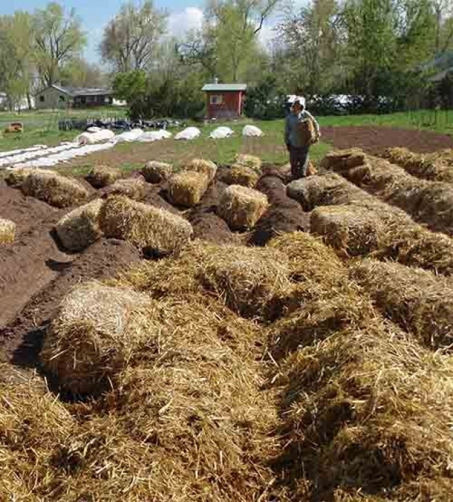 Growing Potatoes In Straw Bales How To Grow Potatoes In Straw: This Really Works! No Image 596