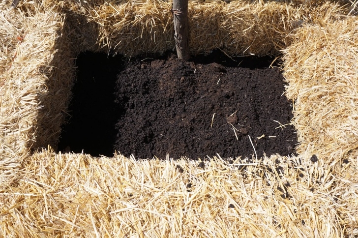 Growing Potatoes In Straw Bales The Backyard Farming Connection: Potato Towers Image 291