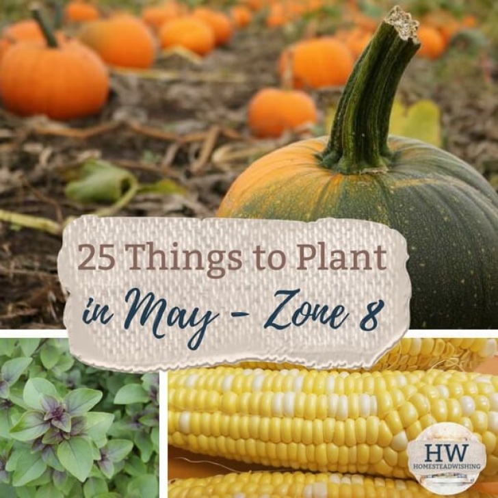 Growing Pumpkins In Raised Beds 25 Things To Plant In May | Growing Parsnips, Raised Picture 017
