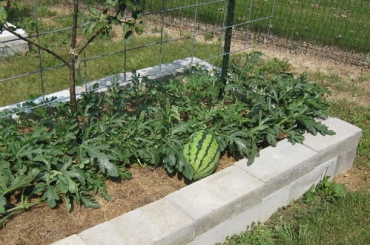 Growing Pumpkins In Raised Beds Growing Watermelon, Cucumber And Melons Vertically Picture 445