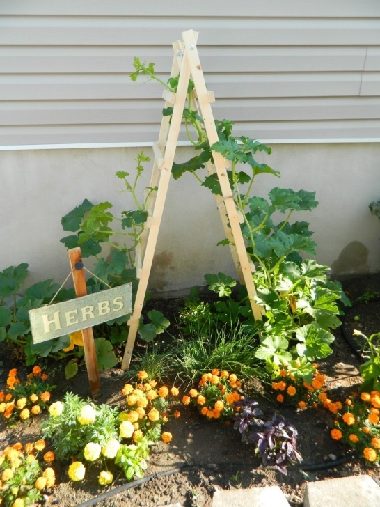 Growing Pumpkins In Raised Beds Pumpkin Trellis |  Trellis Here Is The Link To Photo 111