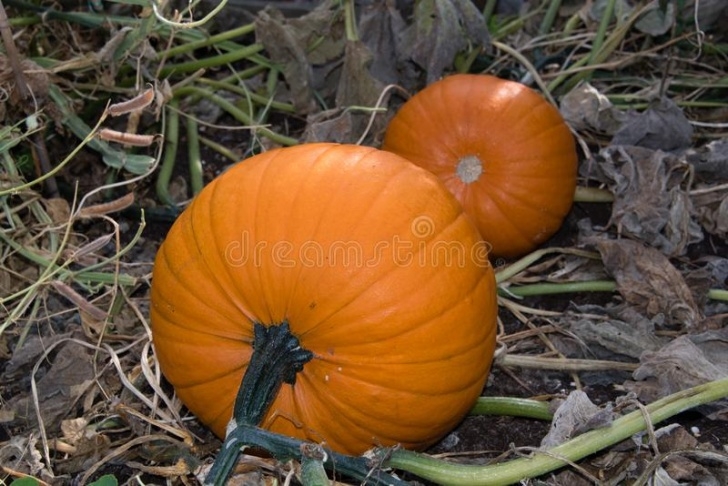 Growing Pumpkins In Raised Beds Raised Beds In An Allotment Garden Stock Image - Image Of Photo 966