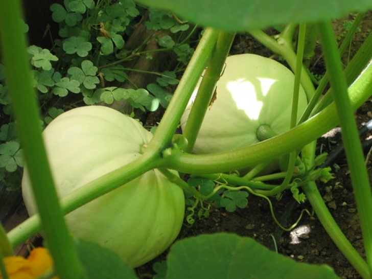 Growing Pumpkins In Raised Beds Success Growing Backyard Pumpkins | Smith Family Garden Picture 390