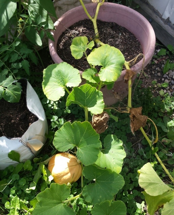 Growing Pumpkins In Raised Beds You Can Grow Pumpkins In A Container If More Care Was Photo 053