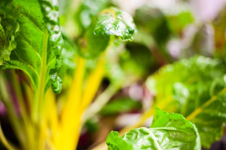 Growing Rainbow Chard Everything You Need To Know About Growing Chard Without Photo 511