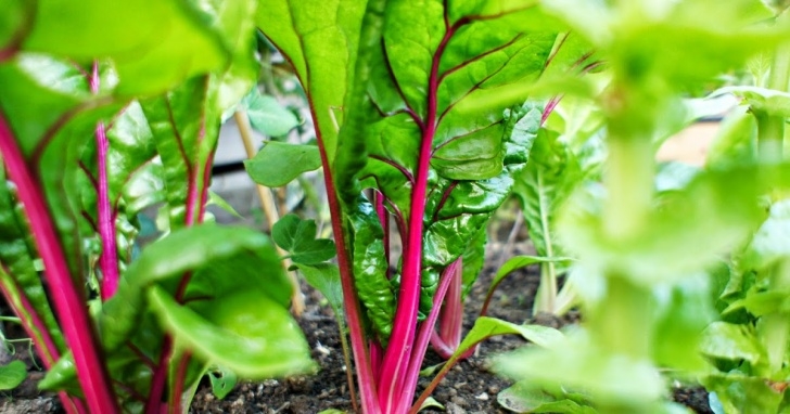Growing Rainbow Chard Growing Gorgeous Vibrant Pink Swiss Chard - Tasty Too Picture 387