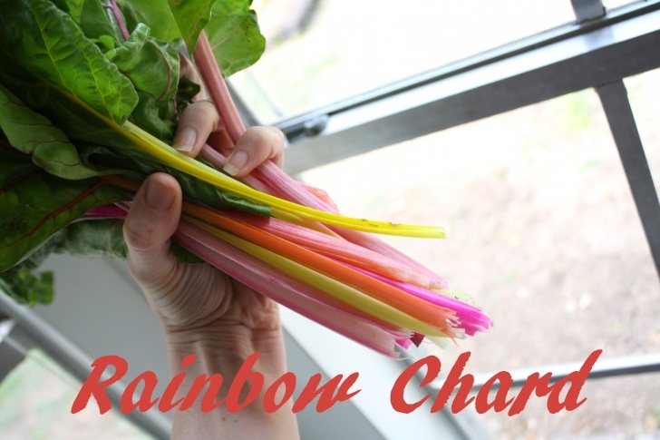 Growing Rainbow Chard Having Fun At Home: Gardening With Kids: Rainbow Chard Image 166