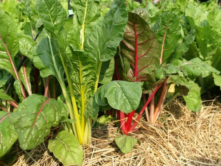 Growing Rainbow Chard How To Grow Chard Image 205