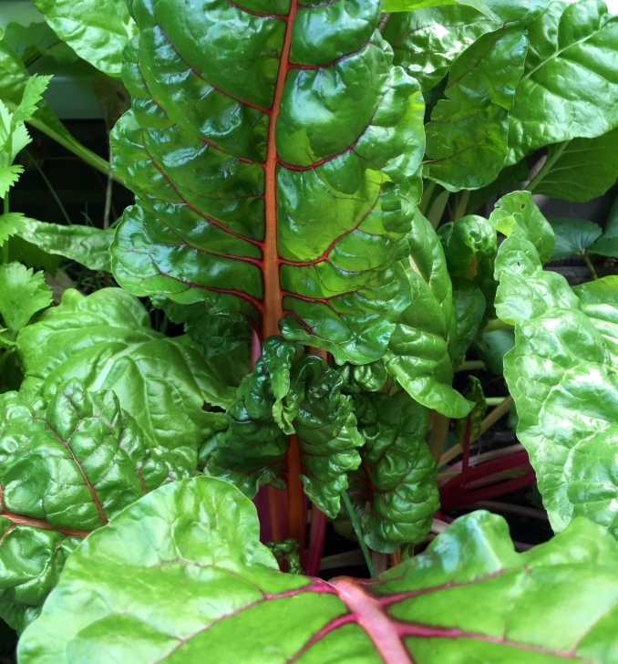 Growing Rainbow Chard Low Histamine Blackberry Smoothie With Rainbow Chard - The Picture 737