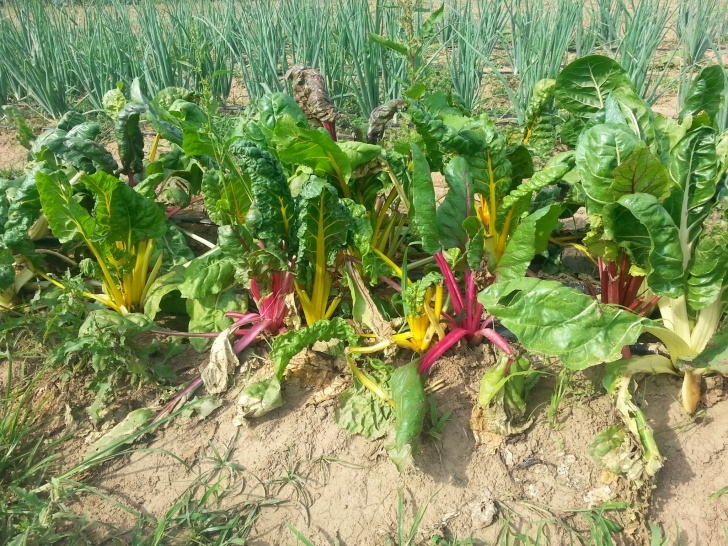 Growing Rainbow Chard Rainbow Chard With Golden Raisins And Pine Nuts | Live Image 459