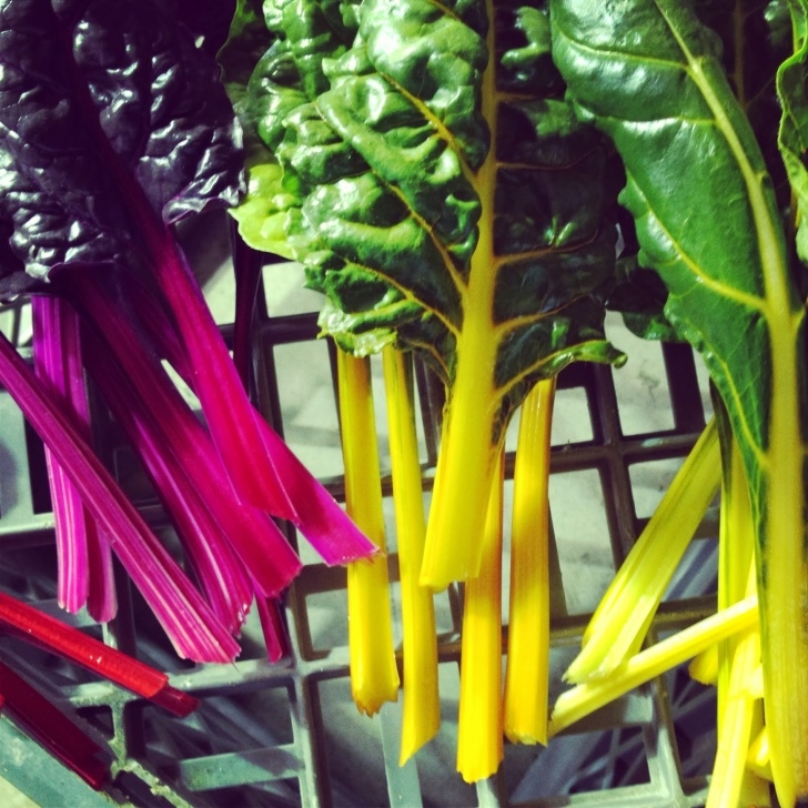 Growing Rainbow Chard The Grow Room: New Seeds Are In! Image 330