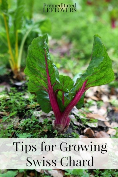 Growing Rainbow Chard Tips For Growing Swiss Chard In Your Garden - How To Grow Picture 270