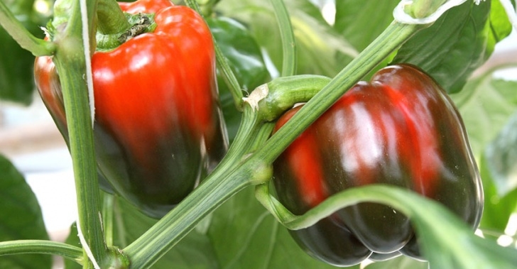 Growing Red Bell Peppers Bell Pepper: A Beginner’s Guide To Growing Bell Peppers Photo 231