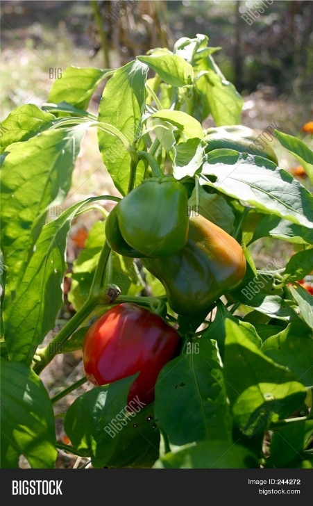 Growing Red Bell Peppers Growing Bell Peppers Image &amp; Photo (Free Trial) | Bigstock Picture 720