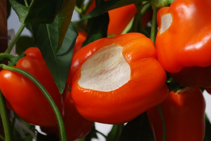 Growing Red Bell Peppers Growing Peppers, How To Grow Peppers, Growing Bell Peppers Picture 602