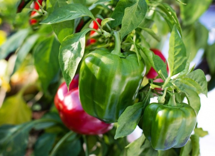 Growing Red Bell Peppers Helpful Tips For Growing Bell Peppers Image 364
