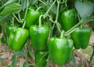 Growing Red Bell Peppers How To Easily Grow Green Bell Pepper Plants | Diet Of Life Photo 207