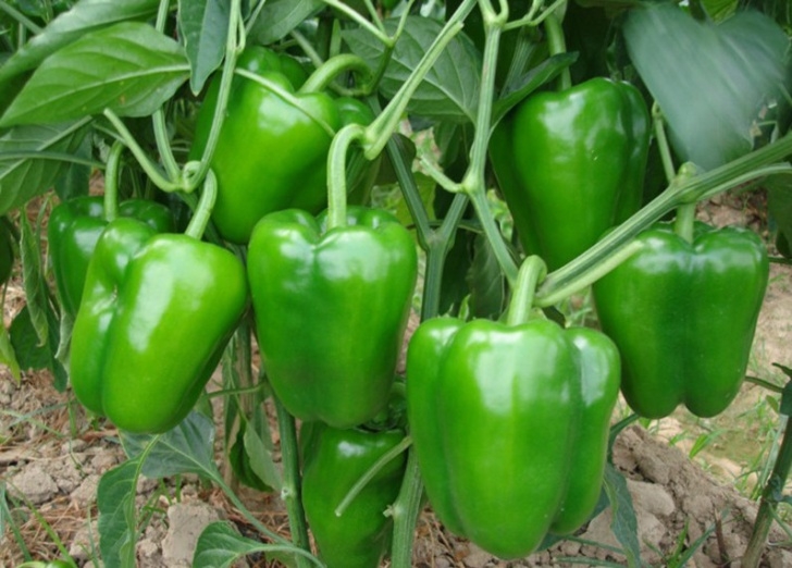Growing Red Bell Peppers How To Easily Grow Green Bell Pepper Plants | Diet Of Life Photo 207