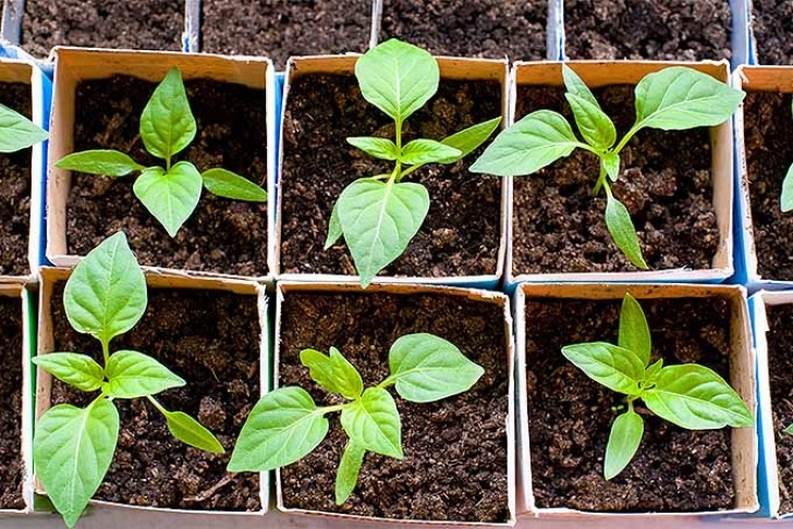 Growing Red Bell Peppers How To Grow And Harvest Bell Peppers | Gardener'S Path Picture 521