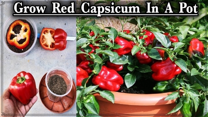 Growing Red Bell Peppers How To Grow Red Capsicum In A Container Ll How To Grow Red Photo 483