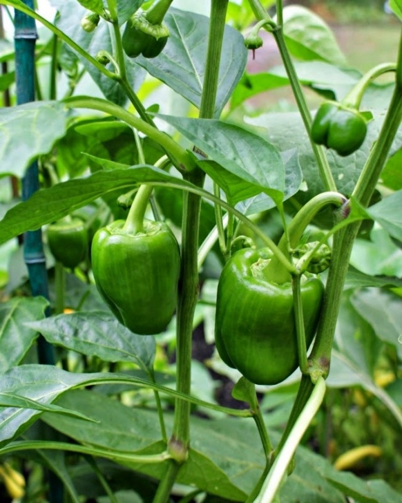 Growing Red Bell Peppers My Vegetable Garden | The Two Bite Club Photo 886