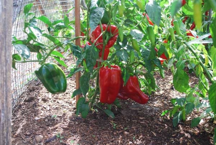 Growing Red Bell Peppers Pepper Varieties, Bell Pepper Varieties Photo 731
