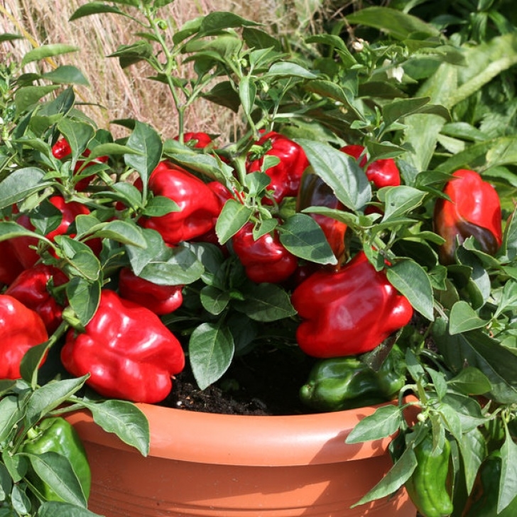 Growing Red Peppers Bell Pepper Seeds: 8 Bell Peppers - Vegetable Seeds Photo 423