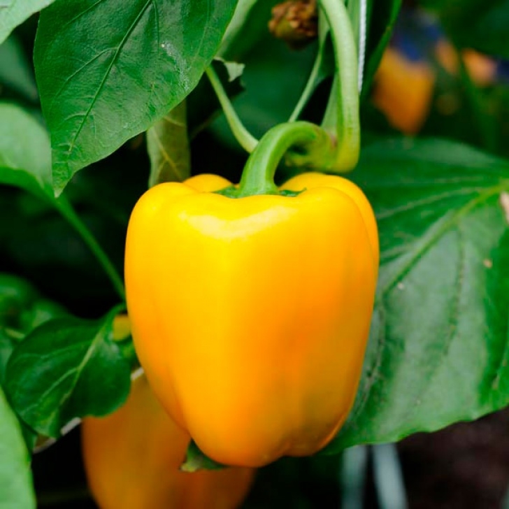 Growing Red Peppers Bell Pepper 'Yellow Belle' (Capsicum Annuum) | My Garden Life Photo 018