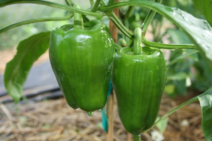Growing Red Peppers Green Peppers | Bloominthyme Image 204