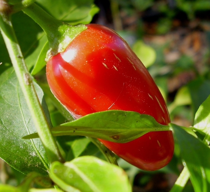 Growing Red Peppers Holy Hot Peppers – Sweet! | Food, Farm, Life Choices Image 818