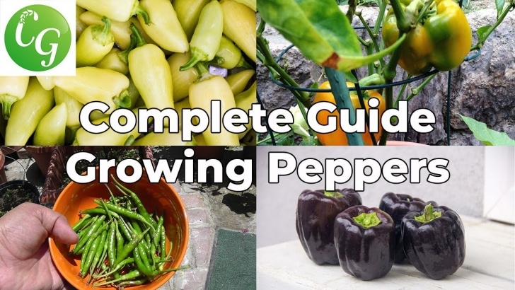 Growing Red Peppers Pepper Growing Tips - The Complete Guide To Growing Great Image 237