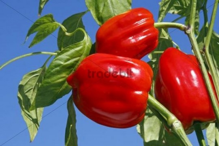 Growing Red Peppers Red Bell Pepper Capsicum Annuum Growing On Bell Pepper Image 345