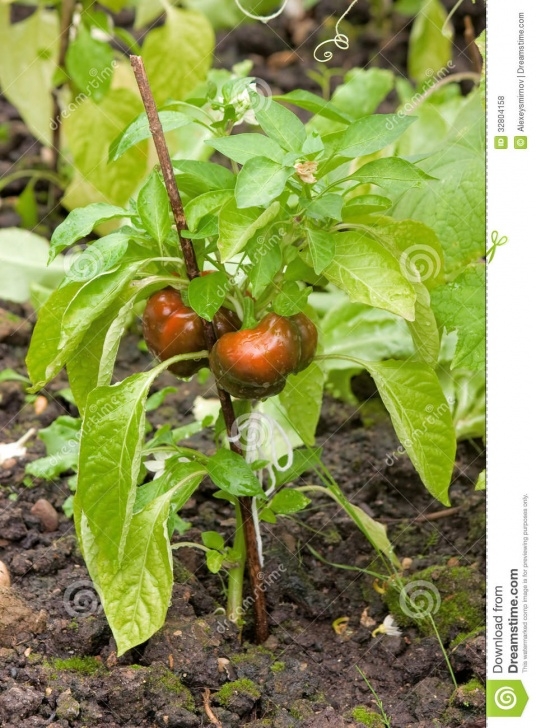 Growing Red Peppers Red Peppers Growing In Garden Stock Photo - Image Of Plant Picture 598