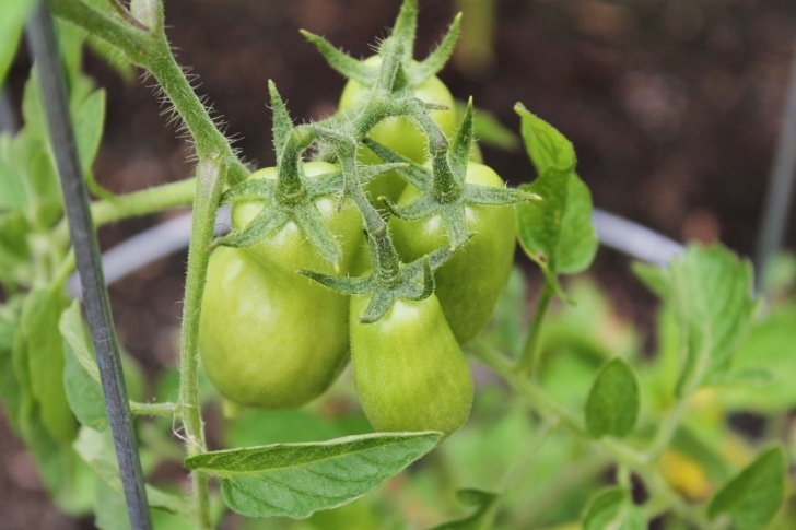 Growing Roma Tomatoes In Pots Garden | Backyard Vegetable Gardens, Growing Tomatoes Image 236
