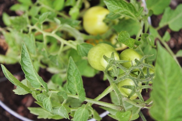 Growing Roma Tomatoes In Pots Garden | Backyard Vegetable Gardens, Growing Tomatoes In Picture 348