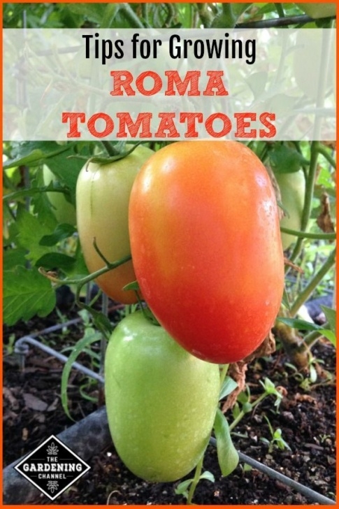 Growing Roma Tomatoes In Pots How To Grow An Unlimited Number Of Roma Tomatoes At Home Picture 506