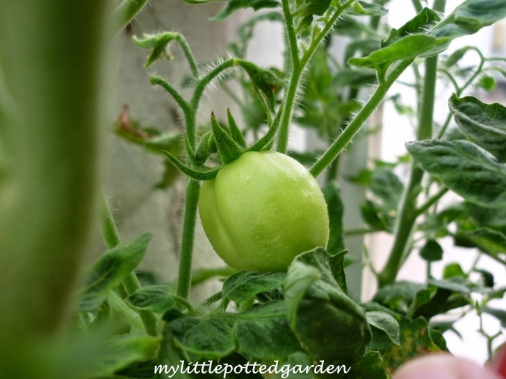 Growing Roma Tomatoes In Pots My Little Potted Garden: Roma Tomatoes (Lynseed Organics) Picture 421