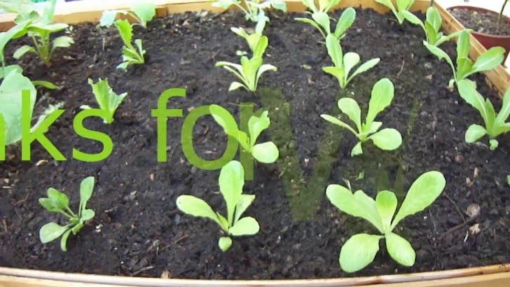 Growing Romaine Indoors Growing Lettuce From Seed - Youtube Image 973
