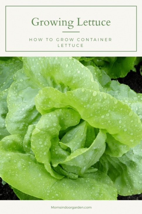 Growing Romaine Indoors How To Grow Lettuce In A Container. In 2020 | Growing Image 738