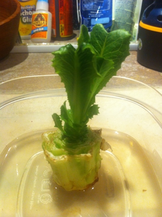 Growing Romaine Indoors It Really Grows! Growing Romaine Lettuce Indoors Image 667