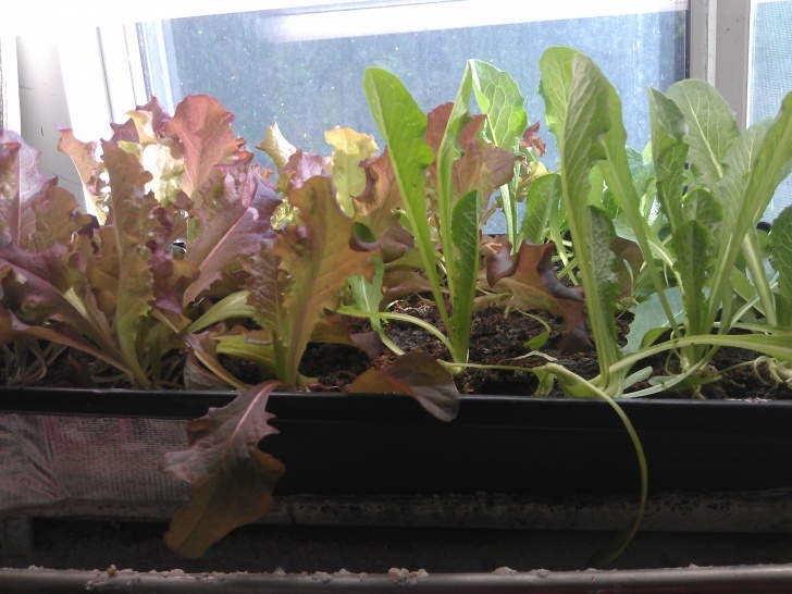Growing Romaine Indoors Old School – Self Reliance 101 » Blog Archive » Growing Photo 095