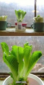 Growing Romaine Indoors Regrow Lettuce | Veggie Garden, Indoor Garden Picture 577