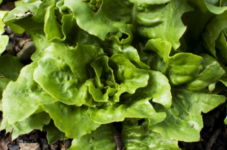 Growing Romaine Indoors The 16 Best Healthy, Edible Plants To Grow Indoors | We Image 998