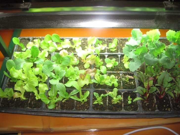 Growing Romaine Indoors The Secret To Lettuce And Greens: How To Grow Lettuce Picture 203