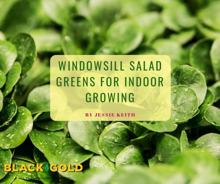 Growing Salad Greens Indoors Black Gold Windowsill Salad Greens For Indoor Growing Picture 257