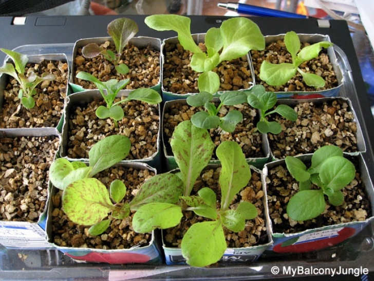 Growing Salad Greens Indoors Growing Salad Greens On The Balcony Photo 612