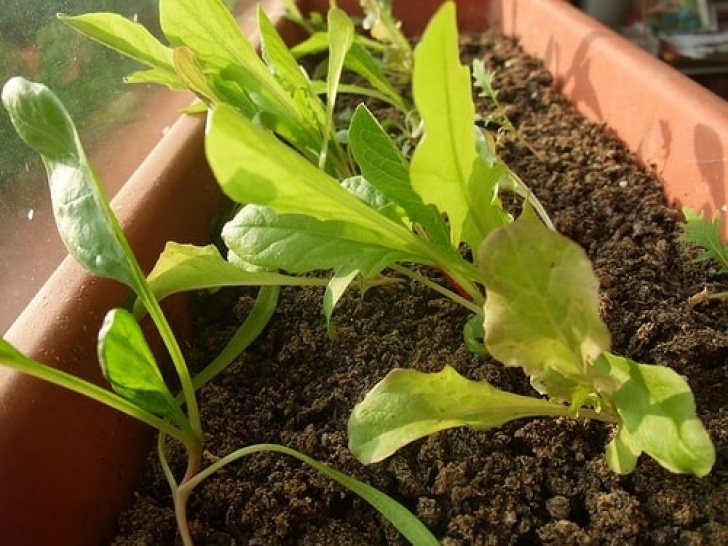 Growing Salad Greens Indoors How To Grow Salads And Greens Indoors During Winter Photo 018