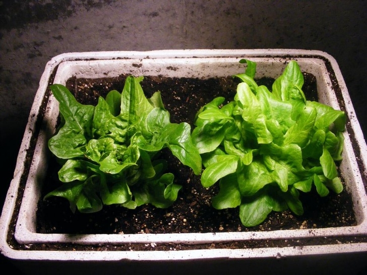 Growing Salad Greens Indoors Indoor Lettuce Plants - How To Grow Lettuce In The Home Photo 900