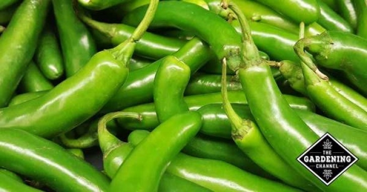 Growing Serrano Peppers How To Grow Serrano Peppers - Fitmeblog Photo 257